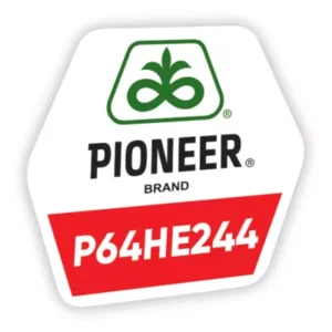 P64HE244 seminte floarea soarelui - imagine 1