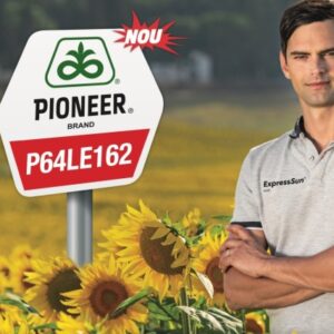 P64LE162 seminte florea soarelui - imagine 2