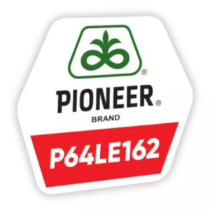 P64LE162 seminte florea soarelui - imagine 1