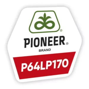 P64LP170 seminte floarea soarelui - imagine 1