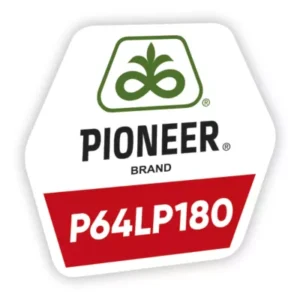 P64LP180 seminte floarea soarelui - imagine 1