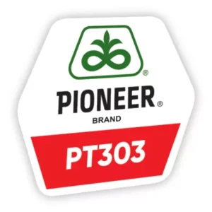 PT303 seminte de rapita - imagine 1