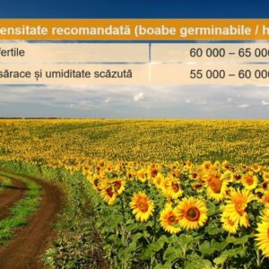 InSun 222 CLP  seminte floarea soarelui - imagine 2