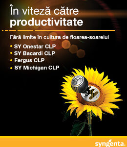 Michigan CLP seminte floarea soarelui - imagine 2