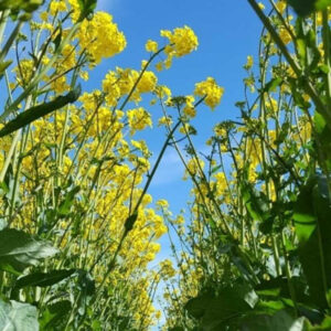 KASALLA Rapita - imagine 1