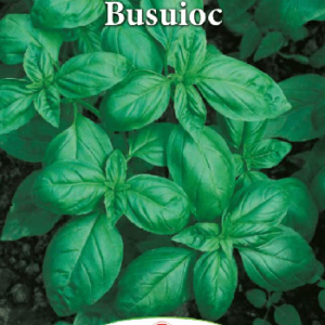 Semințe Busuioc - imagine 1