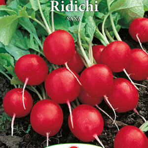 Seminte ridichi De Luna Saxa - imagine 1