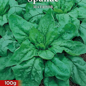 Seminte spanac Matador 100g - imagine 1