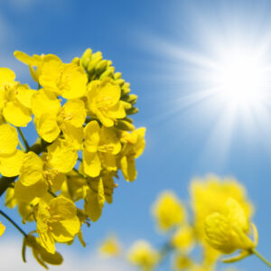 LID BESSITO Rapita - imagine 1