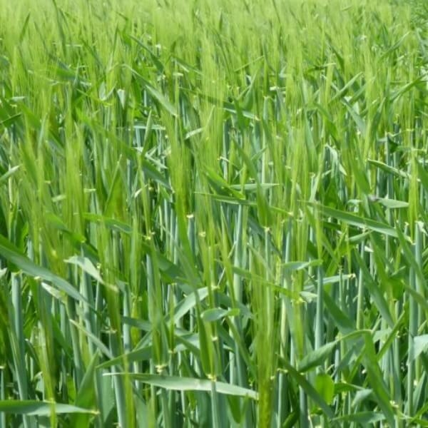 finola-orz-de-toamna-soi-extratimpuriu