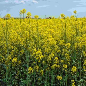 ES CAPELLO Rapita - imagine 1