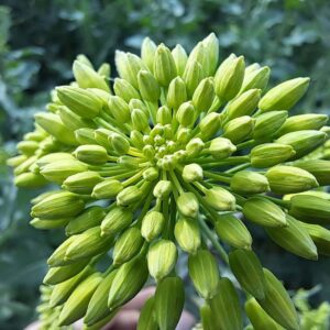 LID INVICTO - imagine 1