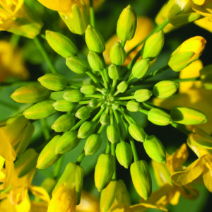 MEMORI CS Rapita - imagine 1