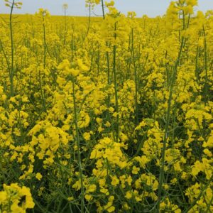 DYNAMIC  rapita - imagine 1