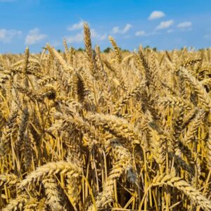 SU TARROCA C1 SEMINTE GRAU DE TOAMNA 500 KG - imagine 3