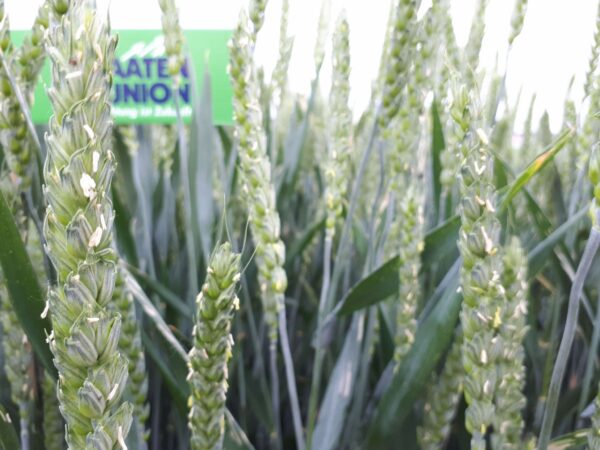 458676541_504329672330550_4916198096257436302_n