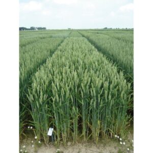 Tika Taka C1 SEMINTE GRAU DE TOAMNA 500 KG - imagine 4