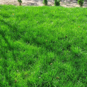 PACHET GAZON - imagine 2