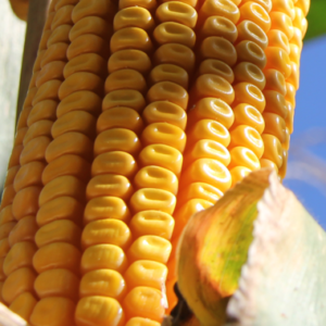 Samanta Porumb LEXXTOUR DUO – RAGT – 50.000MB – Fao 410 - imagine 2