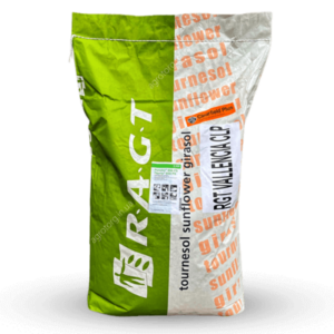 Semințe de floarea soarelui RGT VALLENCIA CLP-semi-timpuriu - imagine 1