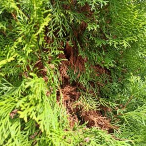 TRATAMENTE PENTRU TUIA SI ALTE PLANTE ORNAMENTALE - 10 L apa - imagine 3